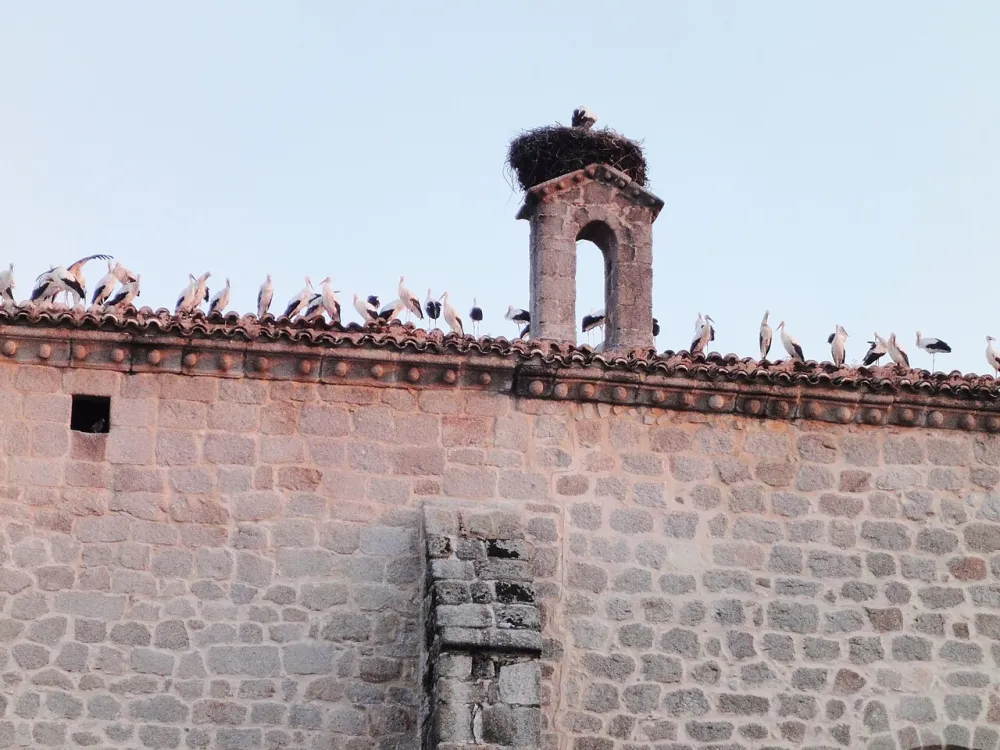 Basílica Menor de la Asunción de Nuestra Señora, Colmenar Viejo — exterior